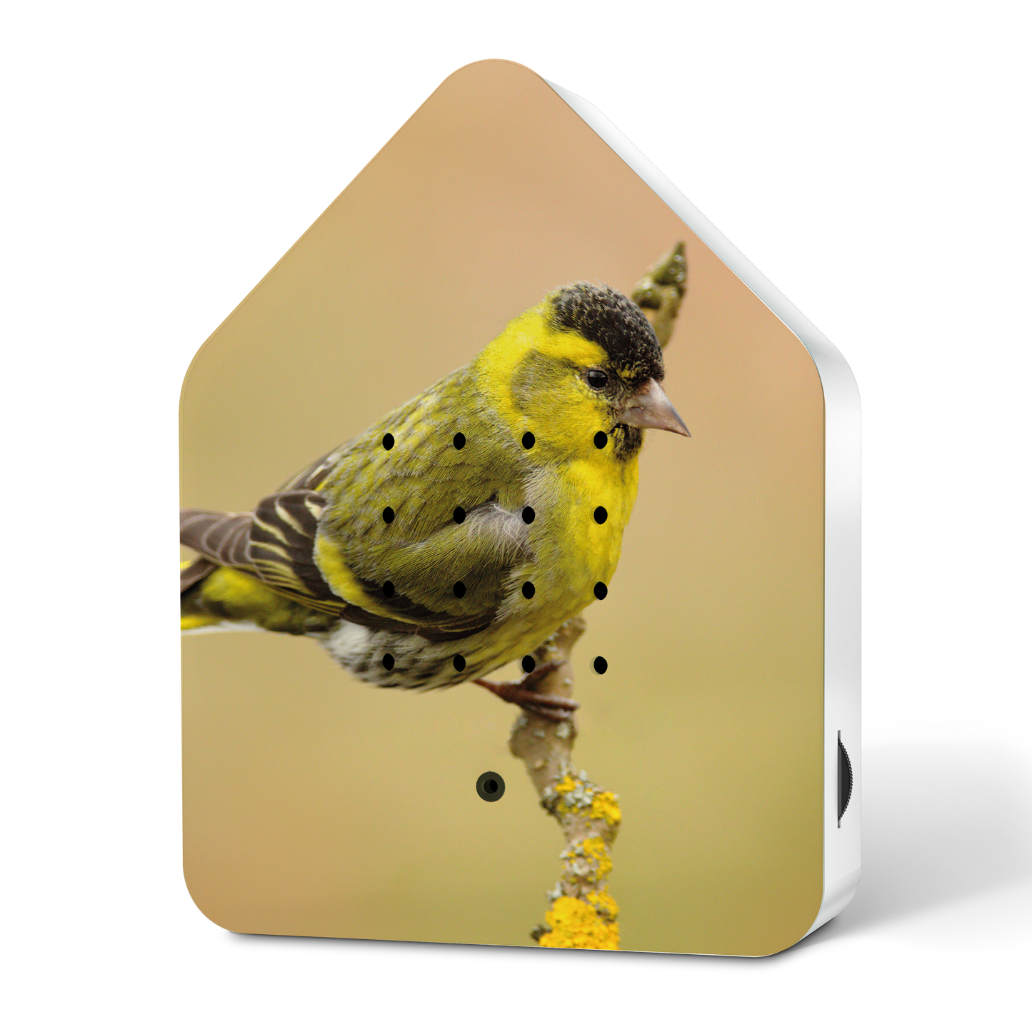 Zwitscherbox Bird - Limited Edition - Eurasian Siskin